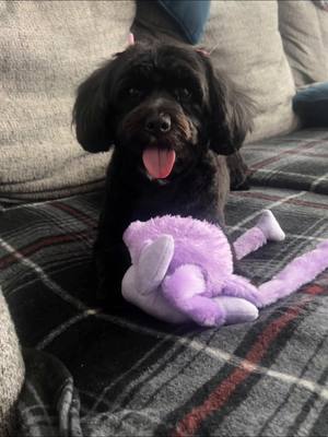 Singing: Pretty little baby you’ll be thinking of me 💜💜💕😍 #fyp #viral #dogsoftiktok #yorkipoosoftiktok #animalloversoftiktok 