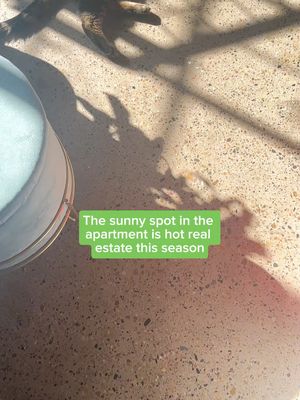 My pet-friendly apartment 🤝my cat’s new favorite sunny spot. #PetTok #ApartmentPet #CatsofTikTok