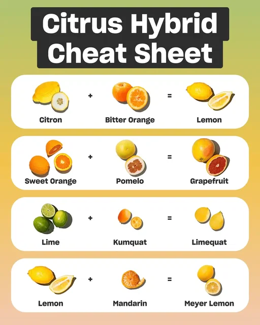 Here’s the family tree behind the tang, including a few specialty varieties you won’t see everywhere. 🍊 Shop 'em all at MisfitsMarket.com #misfitsmarket #citrus #producetok 