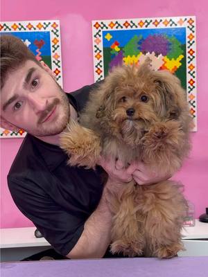 He’s never had a haircut before 😳 . #dogs #doggrooming #puppy