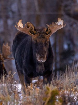 It’s crazy how many moose we saw on our last two trips to the Grand Teton National Park! They were everywhere!! Such a cool animal!  #grandtetonnationalpark #jacksonholewyoming #jacksonhole #travelcontentcreator #travelcontent 