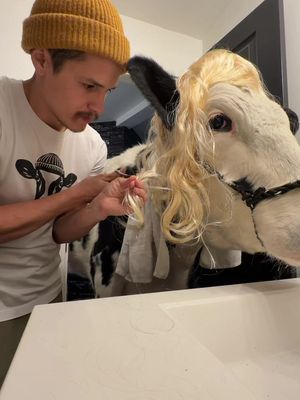 Trying to cut Buttons’ hair! #cow #brucethecow #animals #farm 