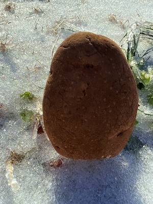 #potato #fypシ #foryoupage 