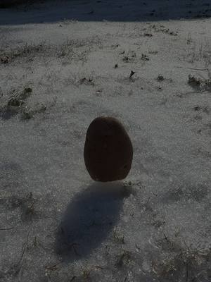 #potato #fypシ #foryoupage 