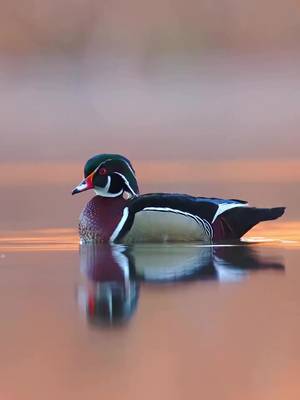 Sunset + a wood duck = 😍  🎥: Abdul Aziz #ducksunlimited #waterfowl #conservation #Outdoors #ducks  