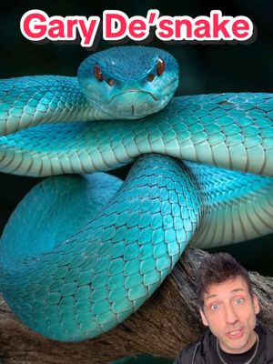 Gary is one dangerous noodle 👀#blueinsularis 