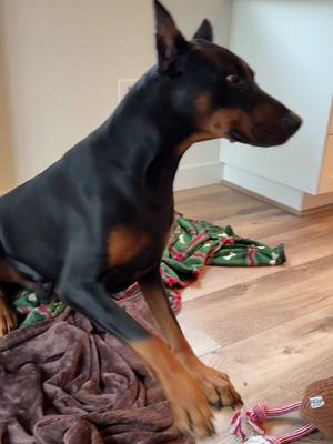 Feeding time with my Doberman! Today's menu: all his favorite Open Farm goodies.