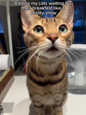 One is more patient than the other 🤭  #realityshow #cathumor 