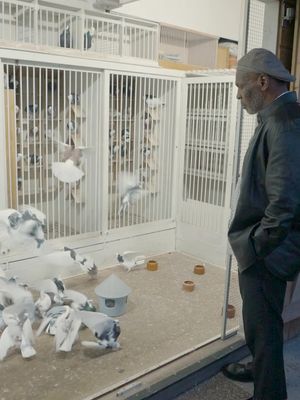 What’s better than a Mike Tyson Pigeon video 🤷‍♂️