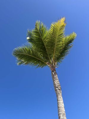Easy and safe way to get from Santo Domingo to Punta Cana is by using Expreso Punta Cana public bus service. Each ticket cost $500 DOP which is $7.95 USD. Save this for your next trip in the #dominicanrepublic  • #santodomingo🇩🇴 #puntacana #solotraveler #dominicanrepublic🇩🇴 