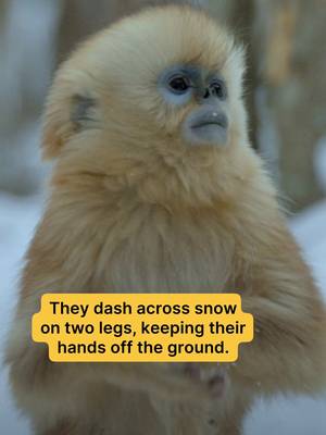 When the snow is way too cold for hand contact 🧊 These golden snub-nosed monkeys stand tall to stay warm and move faster through winter forests. ✨ 🎥: #HiddenKingdomsOfChina
