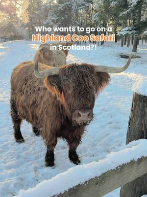 Is this YOUR idea of a perfect day out?! 😍🐮 Seeing Highland cows in Scotland couldn't be easier than this! Join a ranger-led tour of Rothiemurchus Farm in the Cairngorms National Park and get up close with their friendly fold of Highland coos! 🥰 🐮 Hairy Coo Safari, Rothiemurchus Estate 📍 near Aviemore, Highlands 📅 All year round! #Scotland #VisitScotland #HighlandCow #ExploreScotland Things to do in the Scottish Highlands Where to see Highland Cows in Scotland
