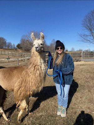 Divine Llama Vineyards in Yadkin County, NC 🦙  #nc #northcarolina #ncoutdoors 