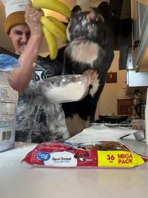 Trying to make banana pancakes with Bruce! #cow #brucethecow #animals #farm 