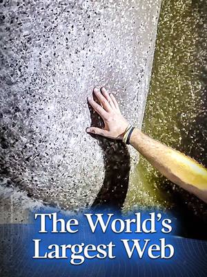 This is the world’s largest spiderweb. Entirely underground, it’s home to an entire ecosystem.  But how?