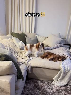 Any day I get to fight my sister is a good day 👯‍♀️🐶 #cavalier #cavalierkingcharles #dogsoftiktok 