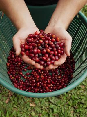 Let’s harvest some coffee together ☕️ Thank you to Finca Hartmann, one of the best coffee farms in Panama for showing us their farm, and to Matheus from Hachi Coffee Project for teaching me so much about coffee farming and processing, and helping me get great footage. 