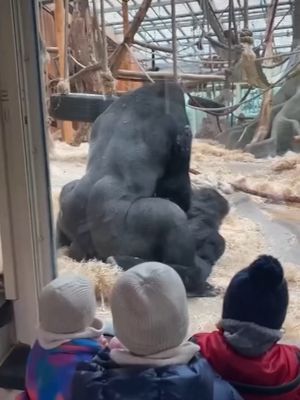 Two gorillas went completely bananas for each other,  giving stunned onlookers a surprise mating call they definitely didn’t sign up for! 🫢😨😨💖🦍 🎥: saravermassen/Newsflash