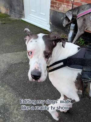 On tonight’s episode… #butchersdogfood #dogfood #dogsoftiktok #dogtok 