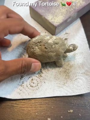 He will be forever in our hearts and cemented into the history books 🙏🏾🐢💔🕊️ #LostPet #tortoise #Cemented #TortoiseFossil #Sanded 