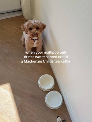 Sophie is your biggest fan @MacKenzie-Childs #mackenziechilds #maltipoo #puppytiktok 