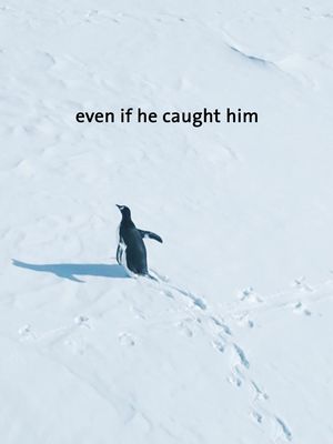 On a very important mission. #penguin #relatable #mood #FoodTok 