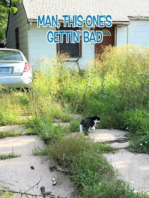 Shattered Windows, Flat Tires, and Stray Cats… I Couldn’t Walk Away #mowing #edging #cleanup #asmr #satisfying #sbmowing #cleaning #overgrownyard #fyp #fypシ #viral #viralvideo #transformation #overgrown #maruyama #badboymowers