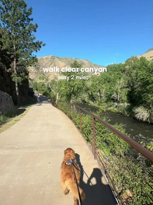 A few of our favorite, dog-friendly restaurants, dog parks, breweries + walks 💛✨ Perfect to check out around goldens in golden! #denver #colorado 