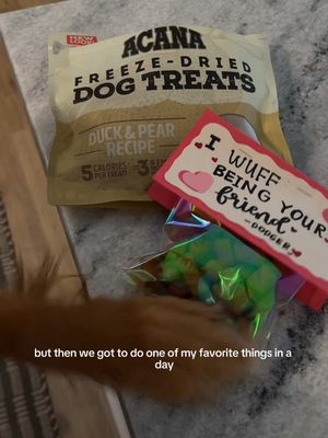 Let Mr. Dodger take over my video today to tell you about his favorite part of the day… no not him laying on our pillows or snuggling a huge stuffed animal - his ACANA™️ food! We love to Red Meat Recipe for him, the freeze dried morsels are always such a hit and the treats are constantly repurchased in our house. Check them out today! #ACANAPartner AD @ACANA™ Pet Food 