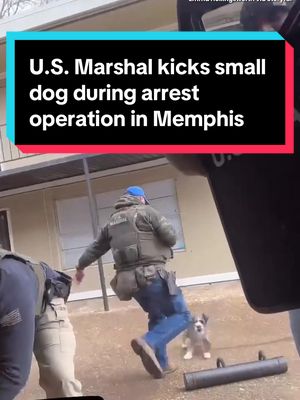 A woman recorded a U.S. Marshal kicking her small dog during an arrest operation in Memphis. The dog was loose on the grounds of an apartment complex. The woman who shared the video with CBS affiliate WREG said the dog suffered a broken rib. In a statement to WREG, the U.S. Marshal Service said the incident was “unfortunate” but “not done with malice.” #dog #dogs #memphis #tennessee 
