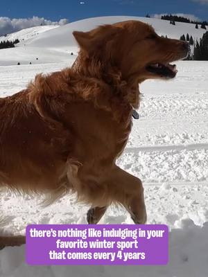 The main event this winter? Keeping up with your pup's dental care with a daily WHIMZEES dental treat 🐶❄️ @andrew__muse
