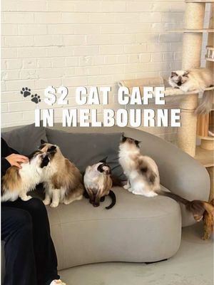 The most affordable cat cafe in Melbourne 🐱🐾 Only $2 for 10 mins and the cats were so cute!! Will come back for sure to see these babies 🥹 📍Danta Petz Cat Cafe, 505 Riversdale Rd, Camberwell VIC 3124 #catcafe #catcafemelbourne #catlover #melbournethingstodo #thingstodoinmelbourne 