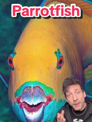 The fish that makes beaches #parrotfish 