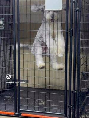 Hope with all the crazy going on in the world this makes you smile! #funnydogvideos 