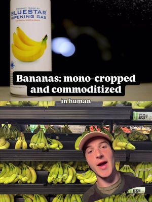 This is the first time in human history bananas are shipped across the World, pumped with ethylene gas, labeled organic, and people are actually buying it.  Effectively 100% of bananas at the grocery store - harvested pre-ripe (green) in tropical climates - shipped under cold conditions so they cannot ripen naturally in transit - pumped with ethylene gas in a temperature controlled room 99% of exported bananas are a single variety: the Cavendish. This is the deeper issue with the industrialized monoculture system. The Cavendish was selected not for superior taste but for disease resistance and logistics: it could stay green for weeks after harvest (ideal for long shipments), had high yields, and "looked good in stores” This is the problem with the organic label: consumers pay premium prices for "organic" bananas while remaining unaware that these fruits undergo the same artificial gas-ripening process as conventional bananas. Modern day banana production is a completely industrial, unnatural process that breaks circadian biology. Shifting to local and seasonal fruits supports our domestic food system and aligns with ancestral health. 