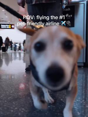 Nobody gonna paws our stride. Proud to be ranked #1 Most Pet-Friendly Airline, because we love our furry friends. @NerdWallet 