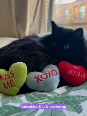 Hot date secured 🔒💋 Rita's secret to keeping her breath fresh? Always WHIMZEES dental treats 💌 Did you know 80% of cats get dental disease at some point in their life? Don't scare away any potential suitors with poor dental hygiene. WHIMZEES dental treats for cats help support fresh breath and clean teeth!