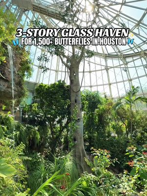 3-STORY GLASS HAVEN TO 1,500+ BUTTERFLIES IN HOUSTON 🦋 Would you believe this is in Houston?! Walking among the butterflies in this stunning three-story glass rainforest with a 50-foot waterfall, we almost forgot we were in the middle of the city. This is a must-experience. It’s absolutely magical, with hundreds of butterflies flying freely all around us! Have y’all been? It’s one of those Houston gems that never gets old! ___ 📍: Houston Museum of Natural Science (Museum District, 5555 Hermann Park Dr) #butterflies #butterflygarden #houstonmuseums #thingstodoinhouston #houston