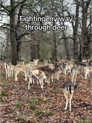 alpha wasn’t impressed #bambi