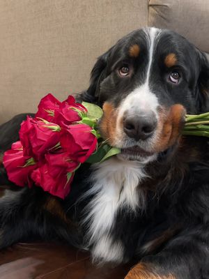 Happy Valentine’s Day!!! Love, Weller❤️ #bernesemountaindog #dogsoftiktok #cutedog 