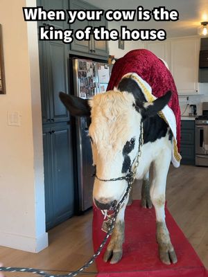 Trying to pull Buttons around the house! #cow #brucethecow #animals #farm 