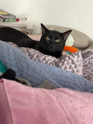 Henry Benry is my second foster fail. God I love this boy! 
