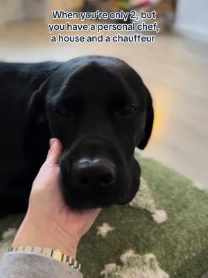 When you’re the favourite child 🐶 #butchersdogfood #dogtok #dogfood #dogsoftiktok 