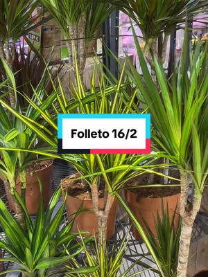 Descubre más en tu folleto digital desde el lunes 16/2.  #LidlValeLaPena #FolletoDigital #FolletoTikTokero