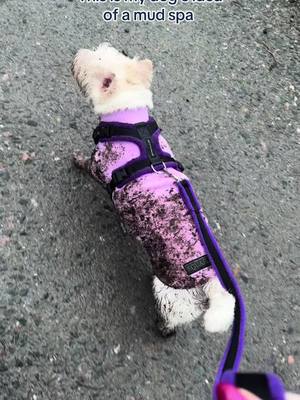 Self-care is subjective… #butchersdogfood #dogtok #dogfood #dogsoftiktok 
