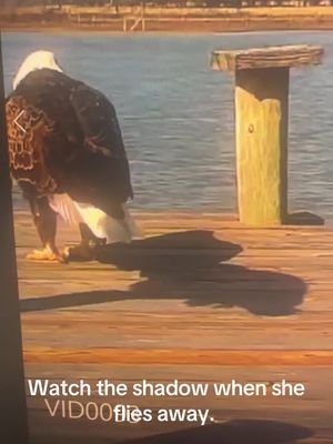 #baldeagle on our pier.  I wish the camera was pointed more left.  Her mate was on the post to the left.  #tickertapefarm 