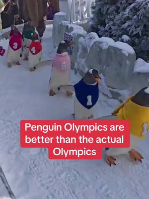 How do I bet on this 😭🔥 #olympics #winterolympics #penguin #nature #animals 
