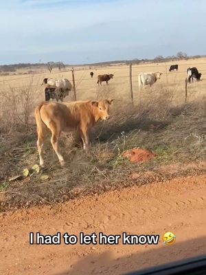 Cow went 🤨 (🎥:@Seth) 
