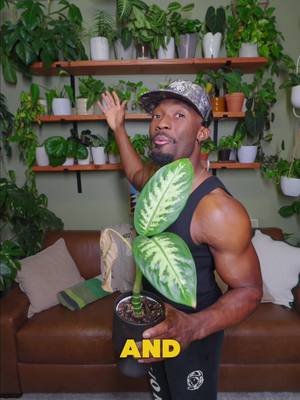 I own 300+ houseplants and here’s what they’ve taught me: Most of the issues? Cut them off. • Draining your energy? Cut them off. • Constant confusion? Cut them off. • Always chasing effort? Cut them off. • Explaining your worth? Cut them off. • Chaos disguised as connection? Cut them off. Not out of anger. Out of growth. Sometimes peace isn’t complicated. It just requires pruning. #ProtectYourPeace #Growth #plants #prunning #cutthemoff