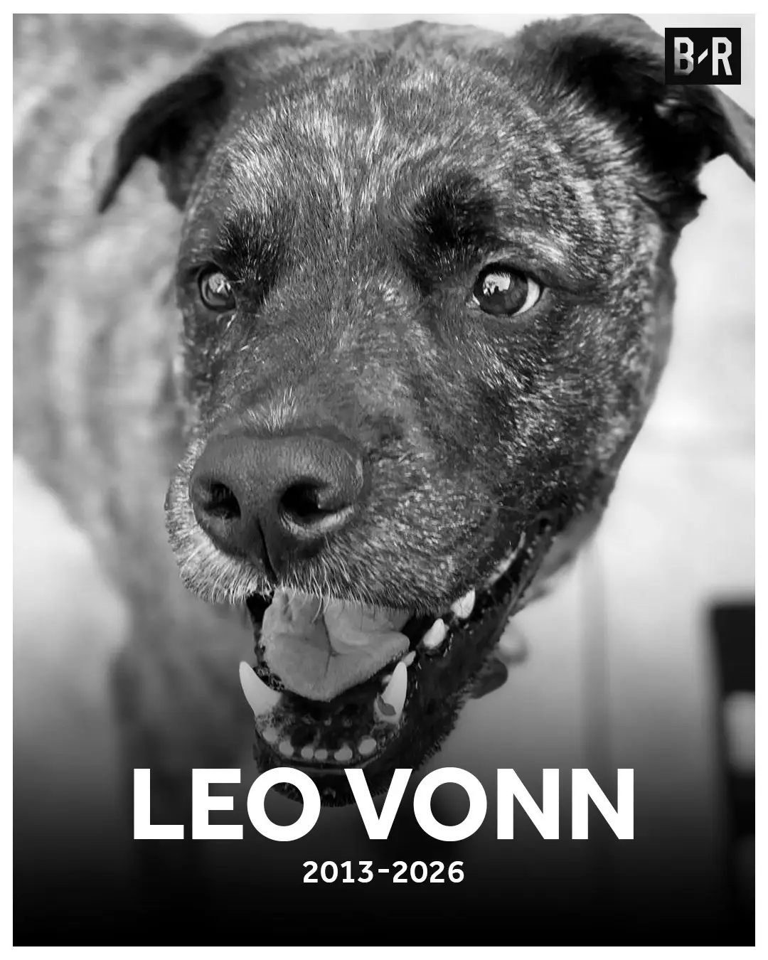 Lindsey Vonn said her dog, Leo, passed away the day after her crash at the Winter Olympics, following a recent battle with lung cancer 🙏❤️ Vonn said it's been "probably the hardest" days of her life (Via @Lindsey Vonn)  #dog #dogs #winterolympics #skiing 